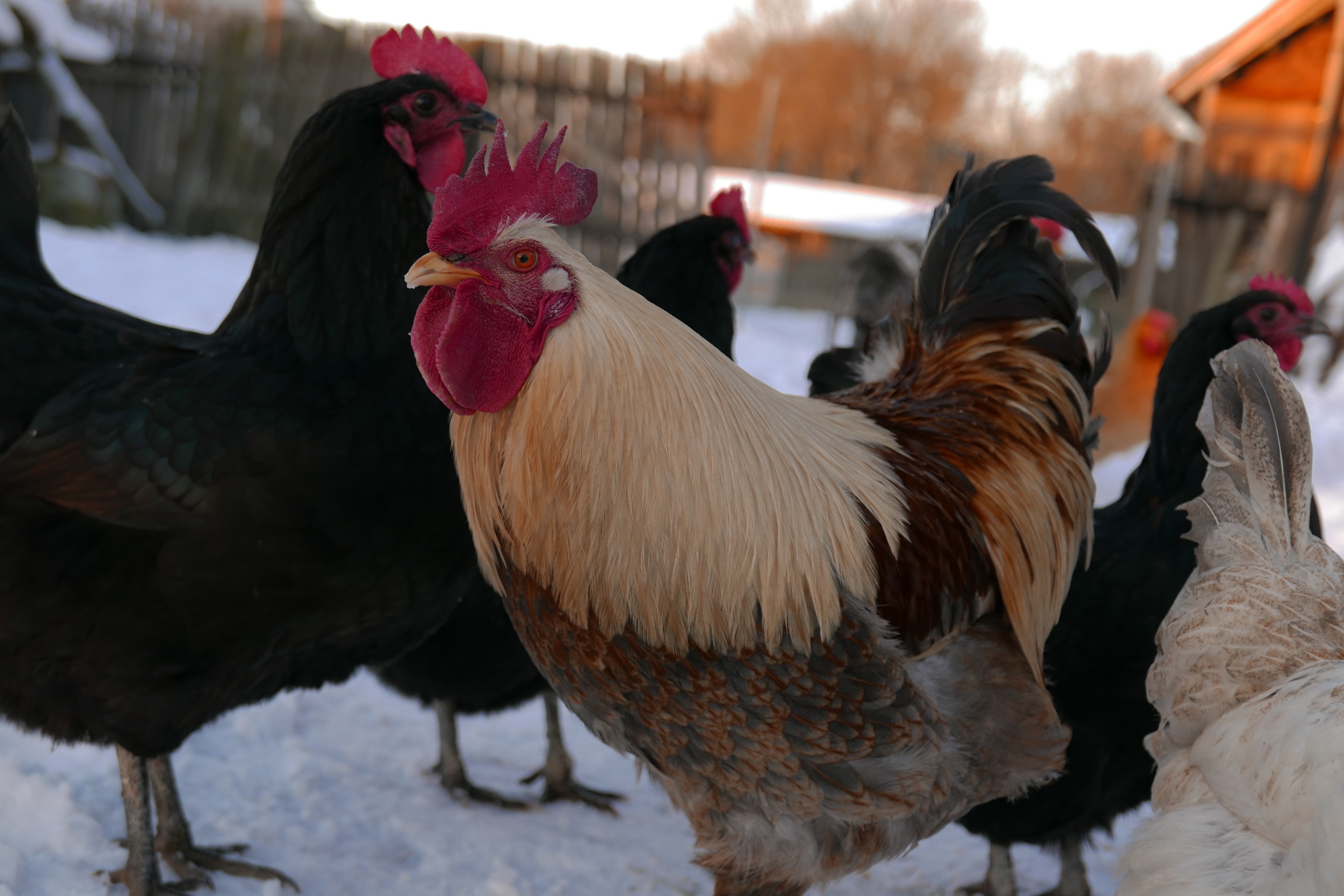 Sprzedam młode kurczaki hybrydy ras : Australop, Marans i Włoszka — zdjęcie 4
