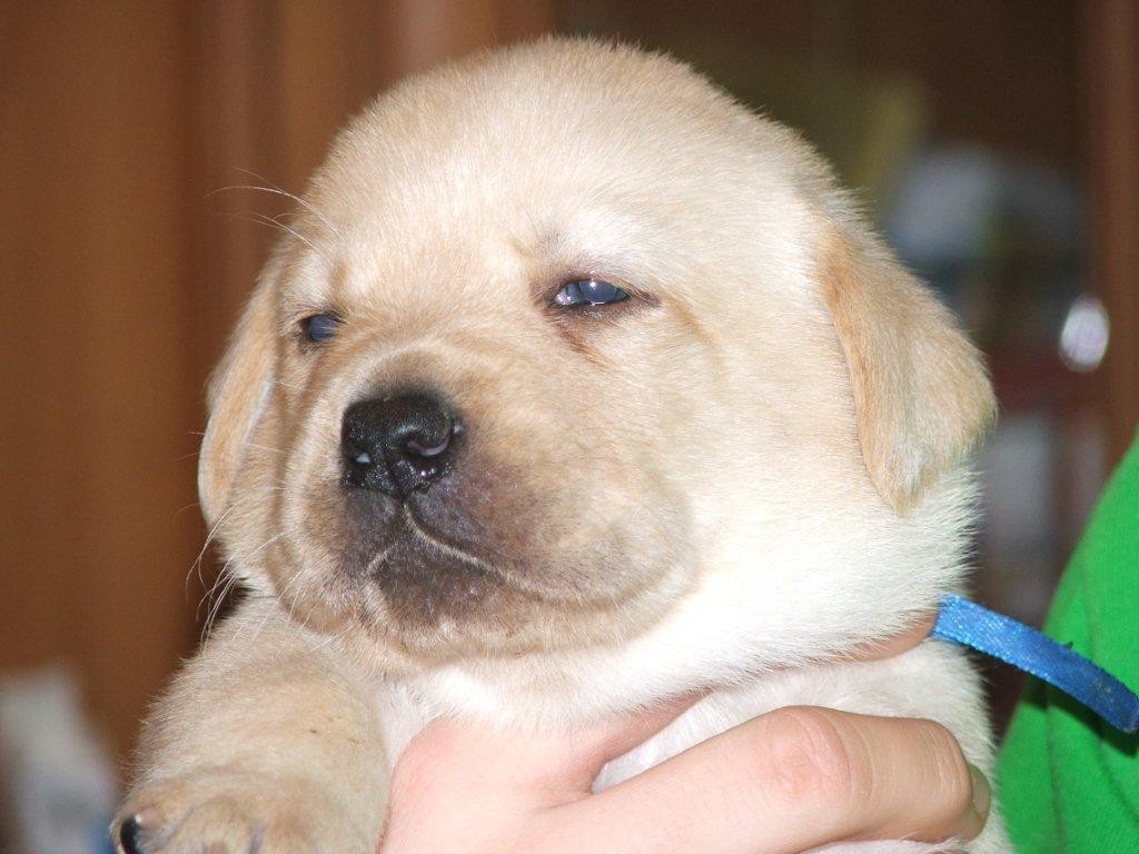 labrador biszkoptowe szczeniaki — zdjęcie 3