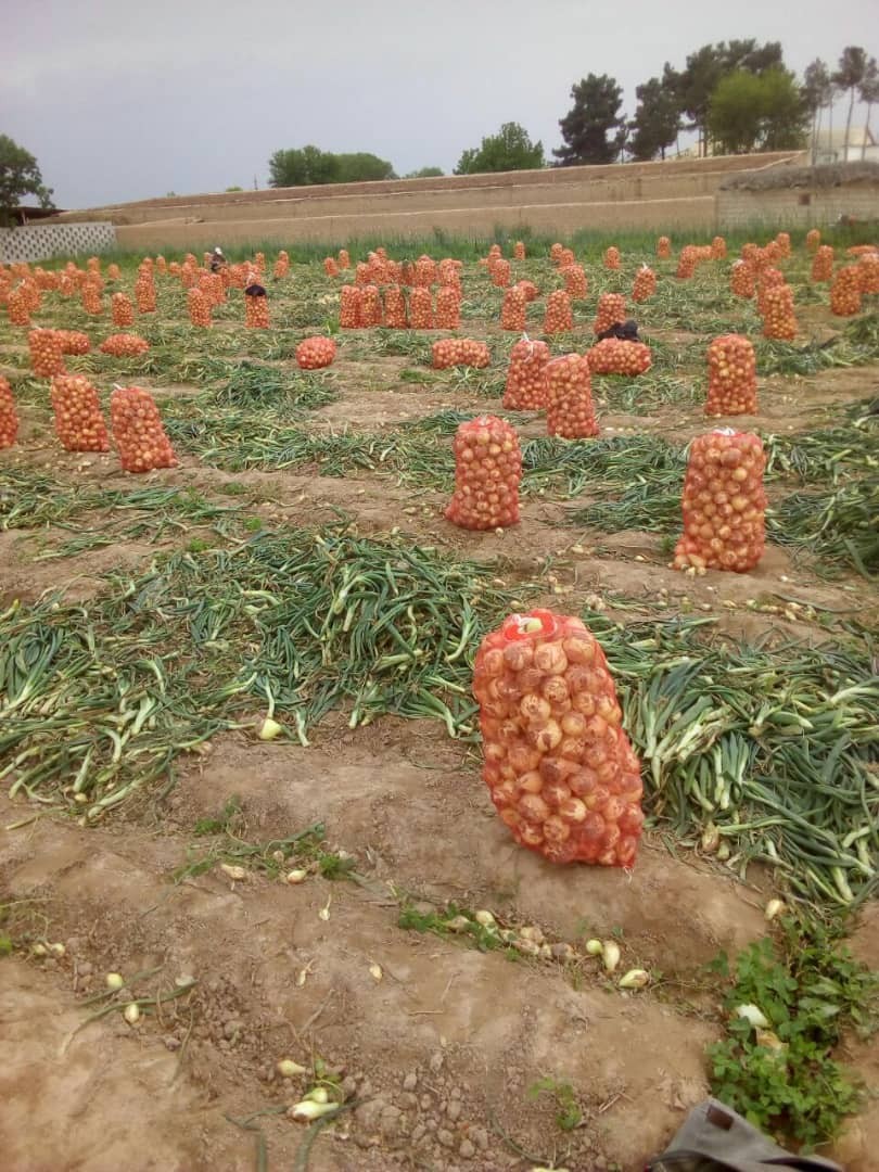 CEBULA sprzedaz od 20 ton.  z nowych zbiorów — zdjęcie 7
