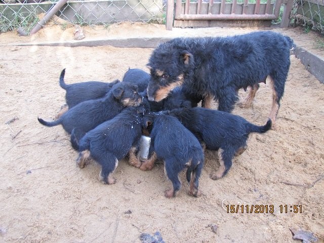 Jagdterrier,szczeniaki 10 tygodni — zdjęcie 3
