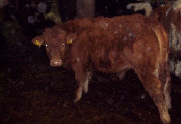 sprzedam 10 mięsnych byczków w wadze 250-300 kg — zdjęcie 1