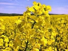olej rzepakowy do produkcji biodisiel  0% VAT