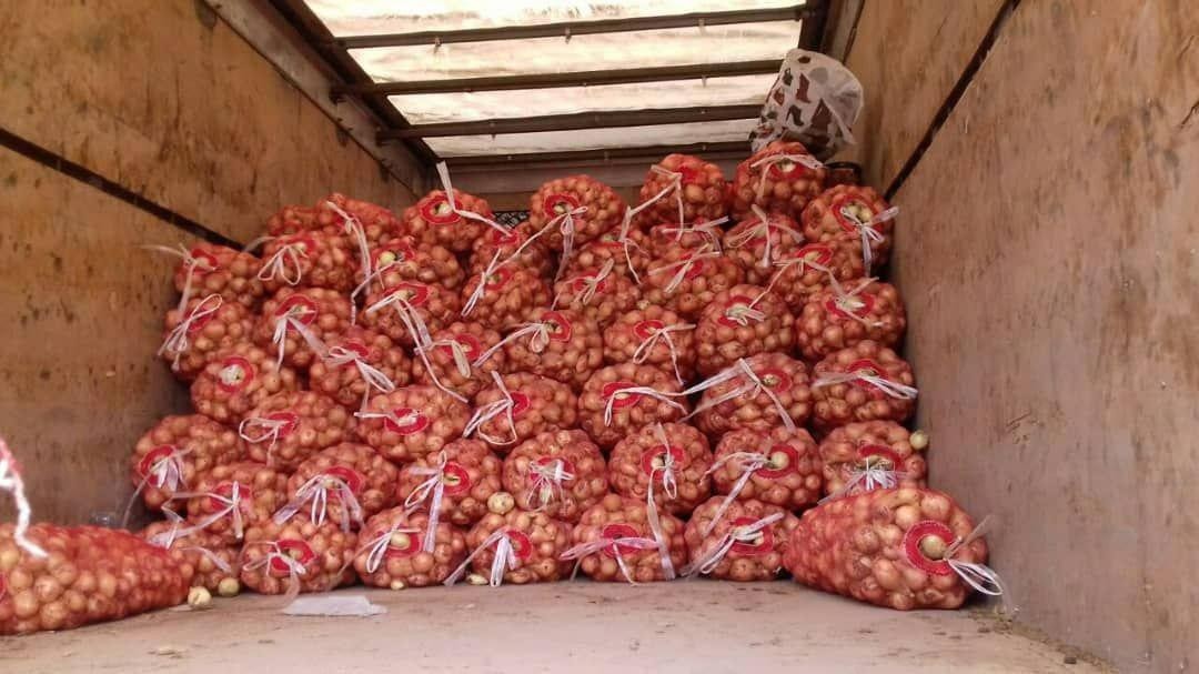 CEBULA sprzedaz od 20 ton.  z nowych zbiorów — zdjęcie 5