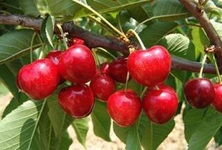 Kirschen verkaufen / Cherries for sale — zdjęcie 2