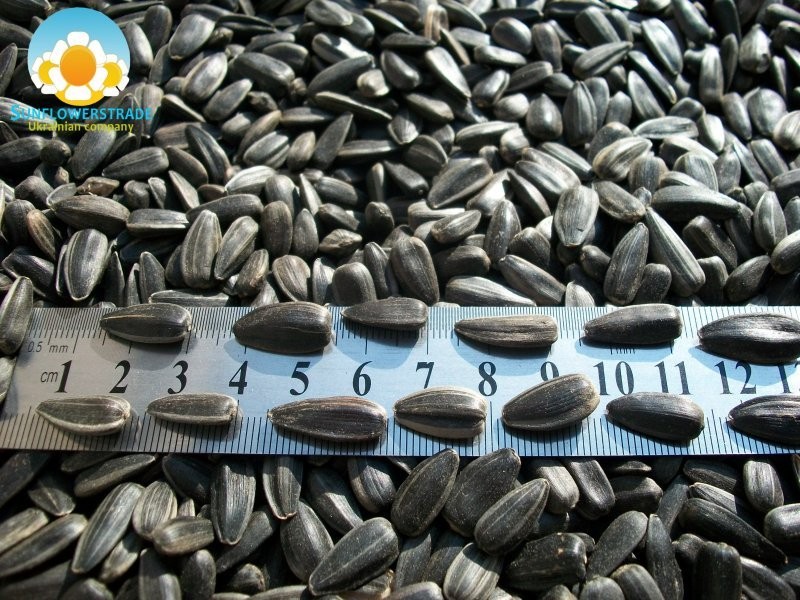 Sell Sunflower Seeds — zdjęcie 3