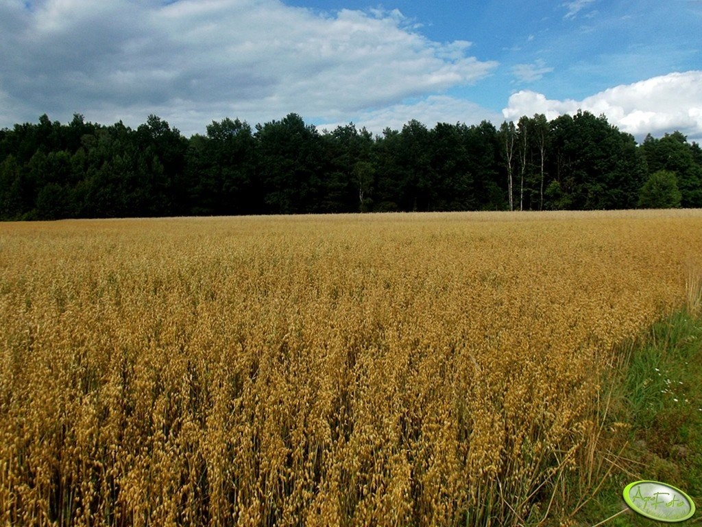 Sprzedam owies  25 Ton — zdjęcie 1