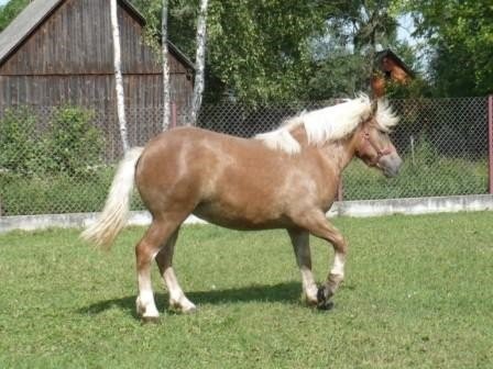 Źrebicę sprzedam — zdjęcie 5