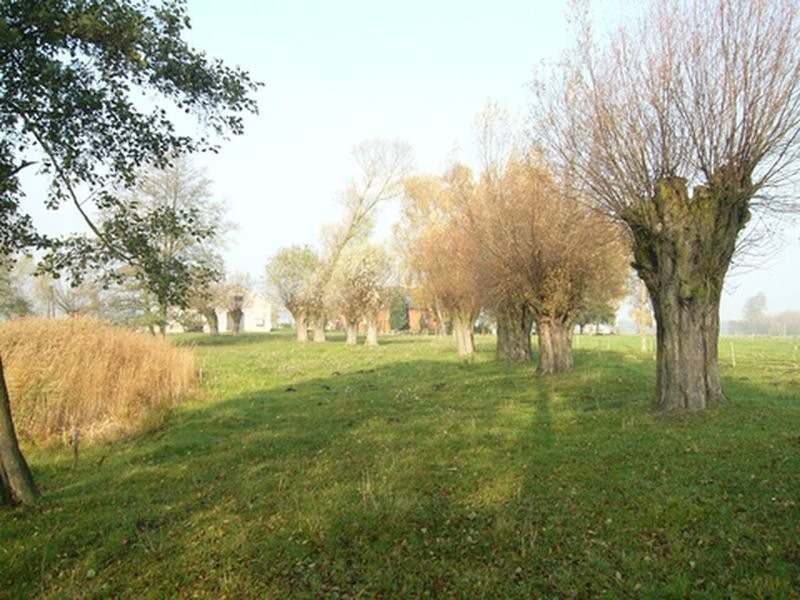 Sprzedam siedlisko, budynki,działkę, staw — zdjęcie 1