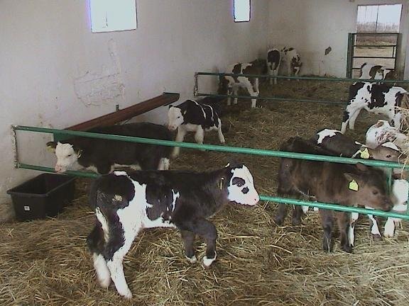 Sprzedam byczki cielęta jałówki ras mięsnych do da — zdjęcie 5