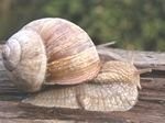 Hodowla ślimaków - koniecznie poznaj ofertę!