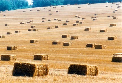 Kupię słomę w kostkach (żyto / pszenżyto)