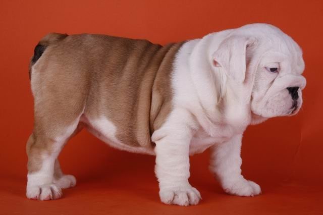 zdrowych bulldog puppy do przyjęcia