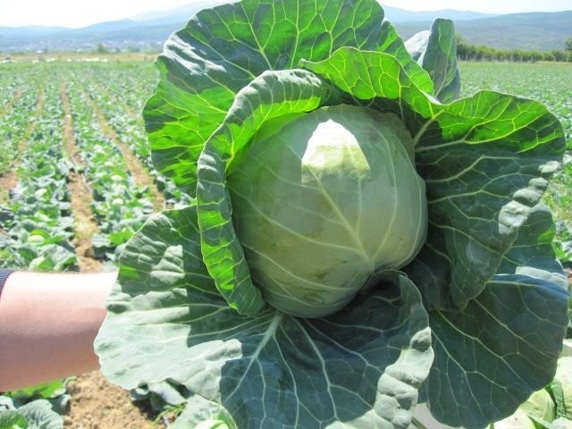 Kapusta młoda, Macedonia, cena z dostawą, 0.56 EUR — zdjęcie 1