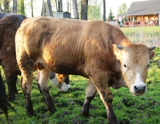 sprzedam bydło limousine — zdjęcie 5