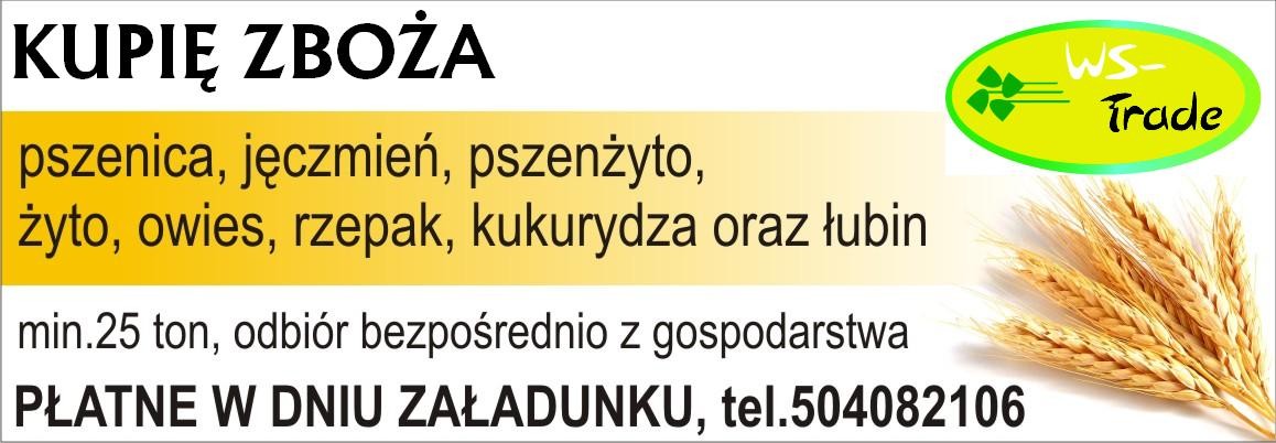 skup pszenicy- kupię pszenicę