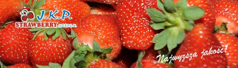 Poszukuje odbiorców truskawki — zdjęcie 5