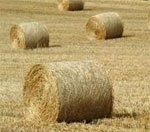 Kupię słome, siano — zdjęcie 2