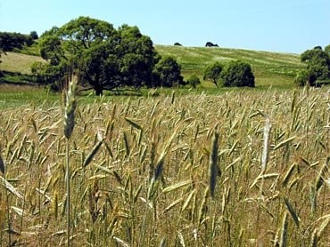 Zakupię zboże, również te gorszej jakości