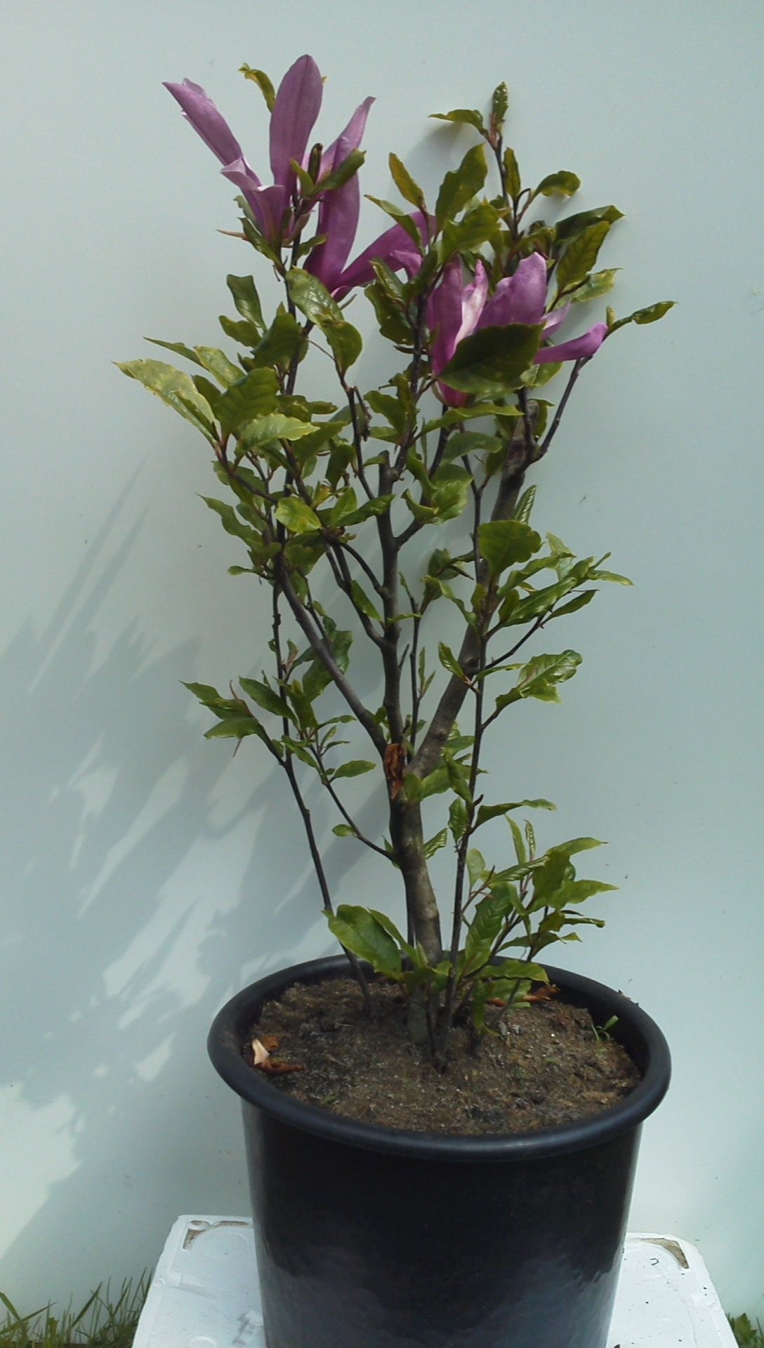 Magnolia — zdjęcie 1