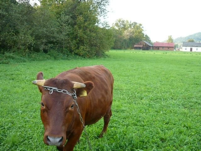 Jalowka rasy polskiej czerwonej — zdjęcie 2