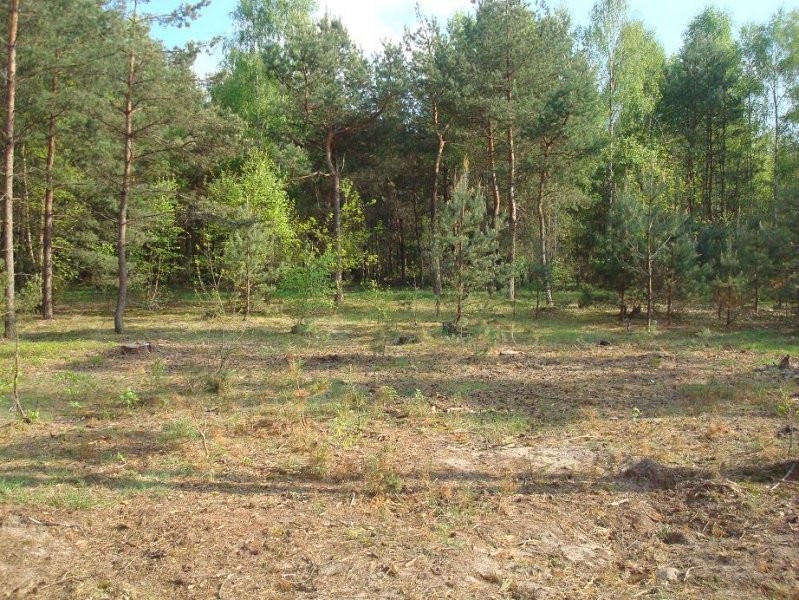 Sprzedam działki w lesie z prawem zabudowy — zdjęcie 3