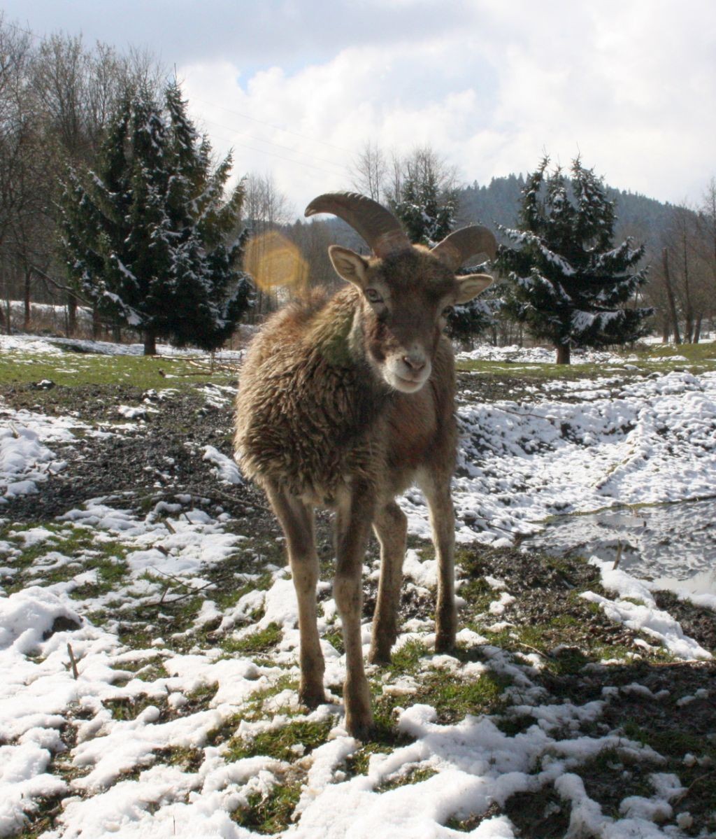 Muflony sprzedam — zdjęcie 1