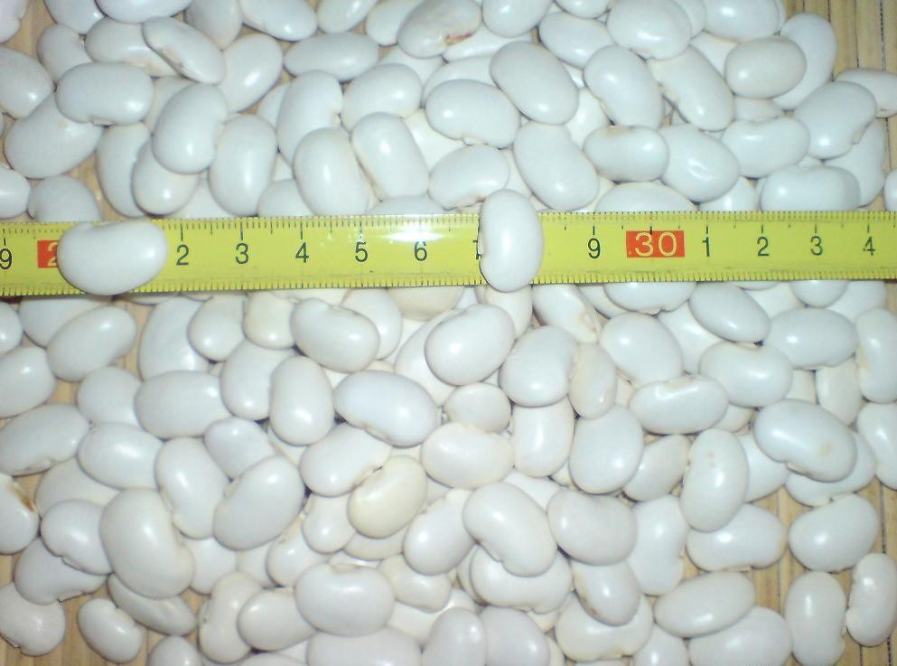 Fasola biała