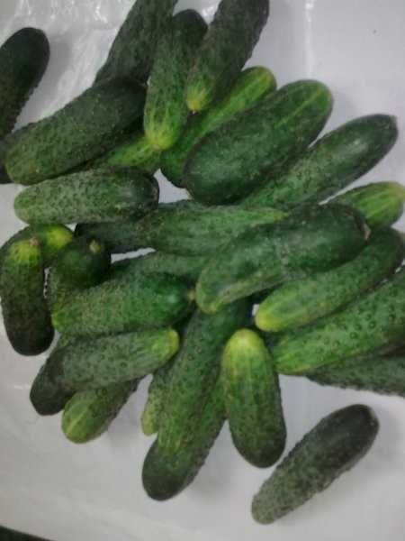 OGÓRKI GRUNTOWE 1,05 zł / kg — zdjęcie 2
