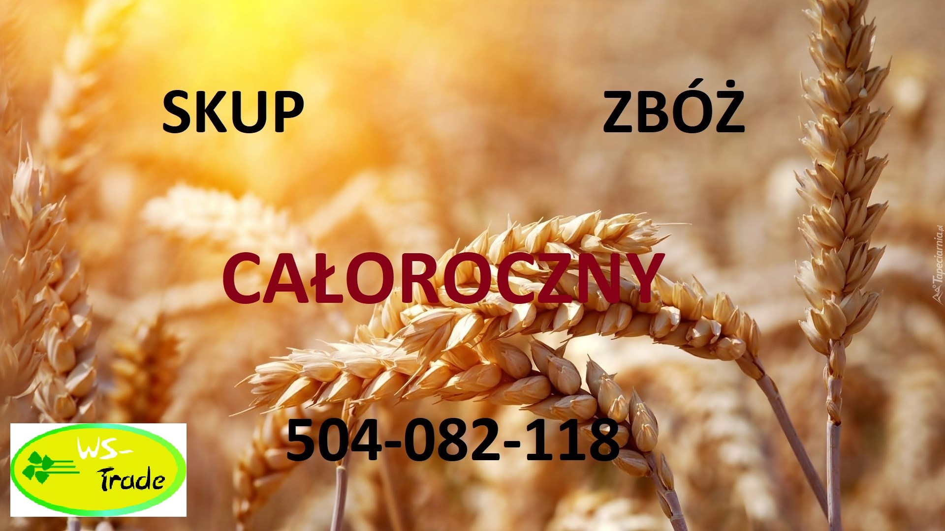 Kupię pszenżyto