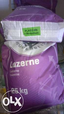 Lucerna siewna PLATO