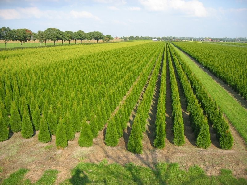 Thuja Smaragd,Brabant Przed Podwyżką!100cm- 350cm — zdjęcie 3