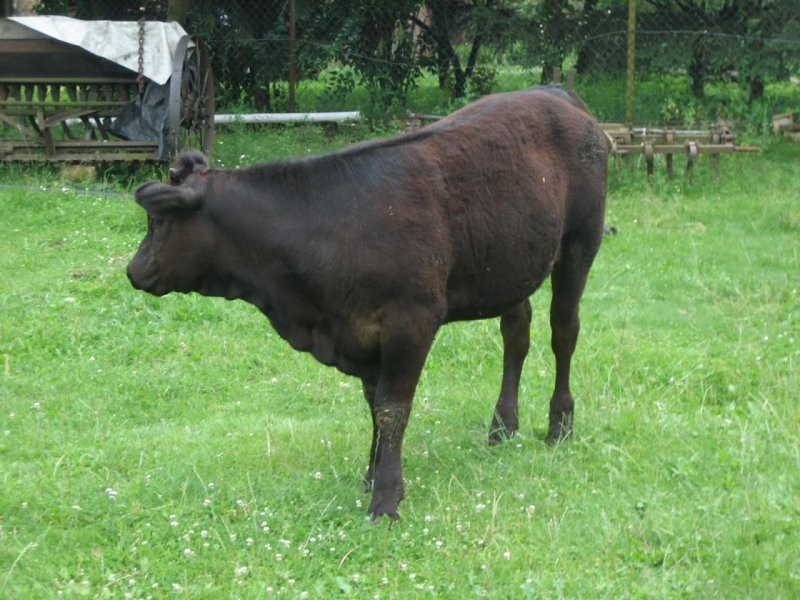 Jałówki rasy MM. — zdjęcie 2