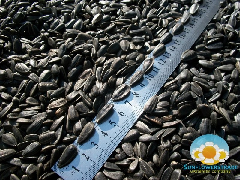 Sell Sunflower Seeds — zdjęcie 1