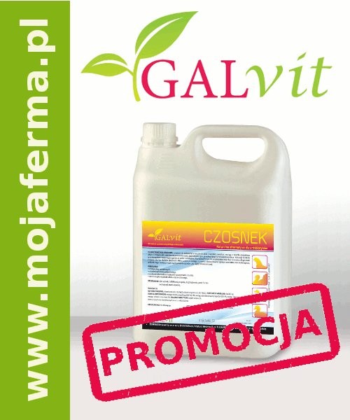 CZOSNEK 5L - promocja!!!