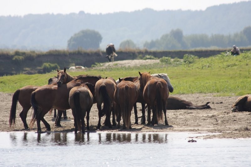 Ukraina.Torfowiska,30ha + staw rybny,35ha.Tanio — zdjęcie 4