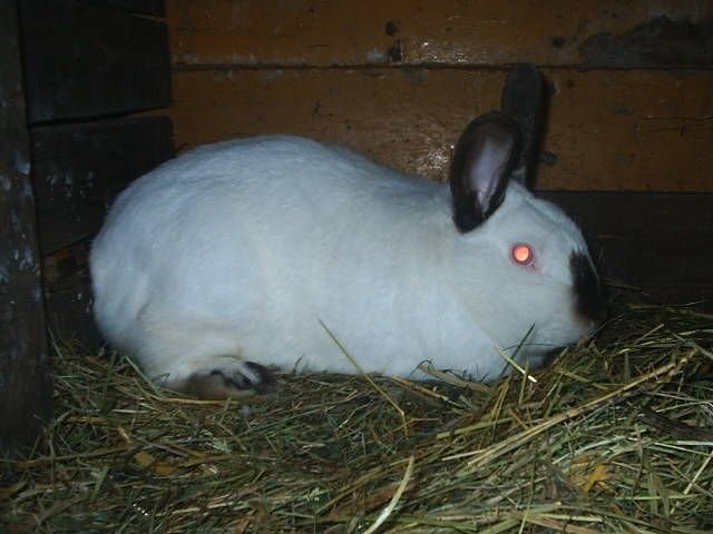 Króliki kalifornijskie — zdjęcie 1