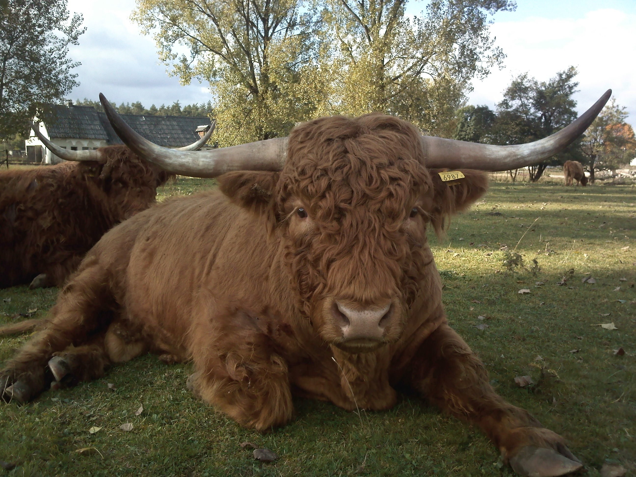 Highland Cattle szkockie byki buhaje — zdjęcie 1