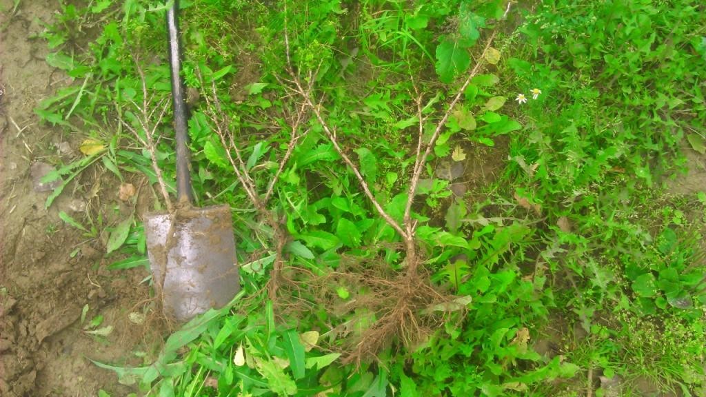 Sprzedam sadzonki agrestu Biały Triumf — zdjęcie 3