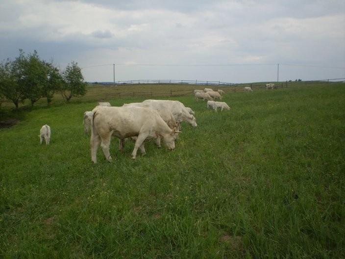 JAŁÓWKI MIĘSNE RASY CHAROLAIS 100% — zdjęcie 2