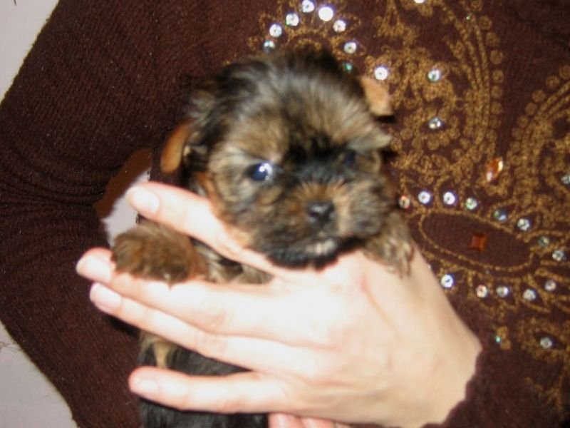 YORKSHIRE TERRIER MINI — zdjęcie 3