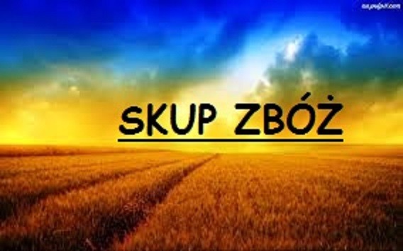 SKUP ZBOŻA**kupię zboża paszowe, jakosciowe i ekologiczne