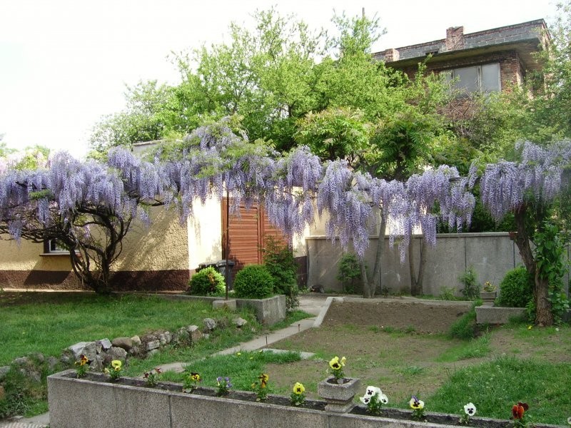 Glicynia (visteria) — zdjęcie 1
