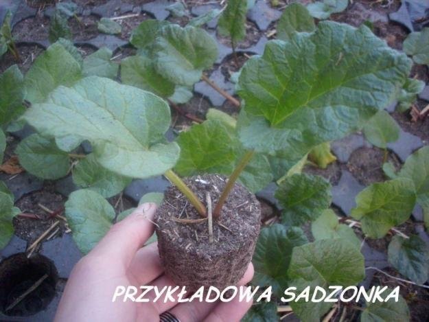 zamówienia na sadzonki rabarbaru 2012