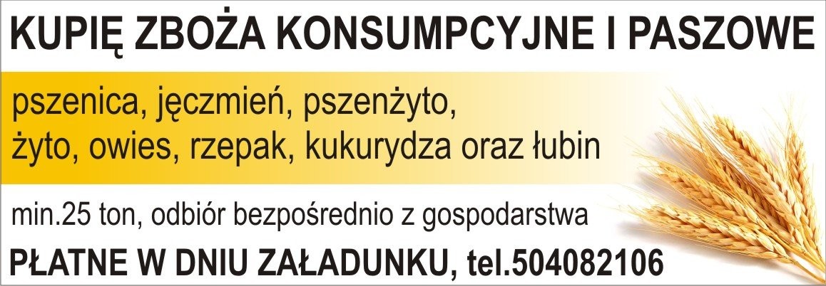 kupię kukurydzę