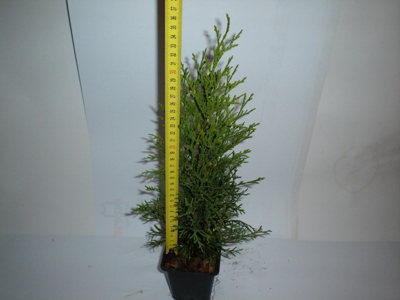Tuja Thuja Smaragd Szmaragd  35-40 cm — zdjęcie 3