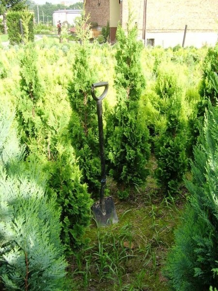 Żywotnik (thuja)- różne odmiany — zdjęcie 4