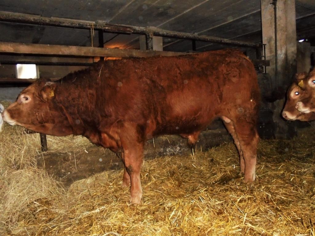 SPRZEDAM byka odsadka rasy Limousine 100%. Bezrożny - genetycznie. 