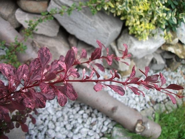 Kalmia, Azalia, Różaneczniki i inne — zdjęcie 2