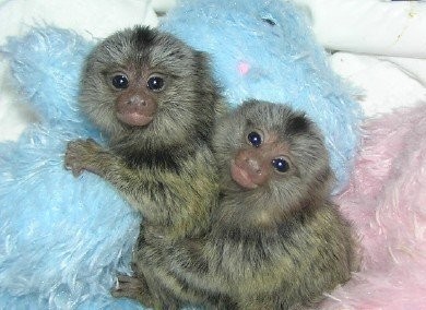 CAPUCHIN MONKEYS DOSTĘPNE DO PRZYJĘCIA