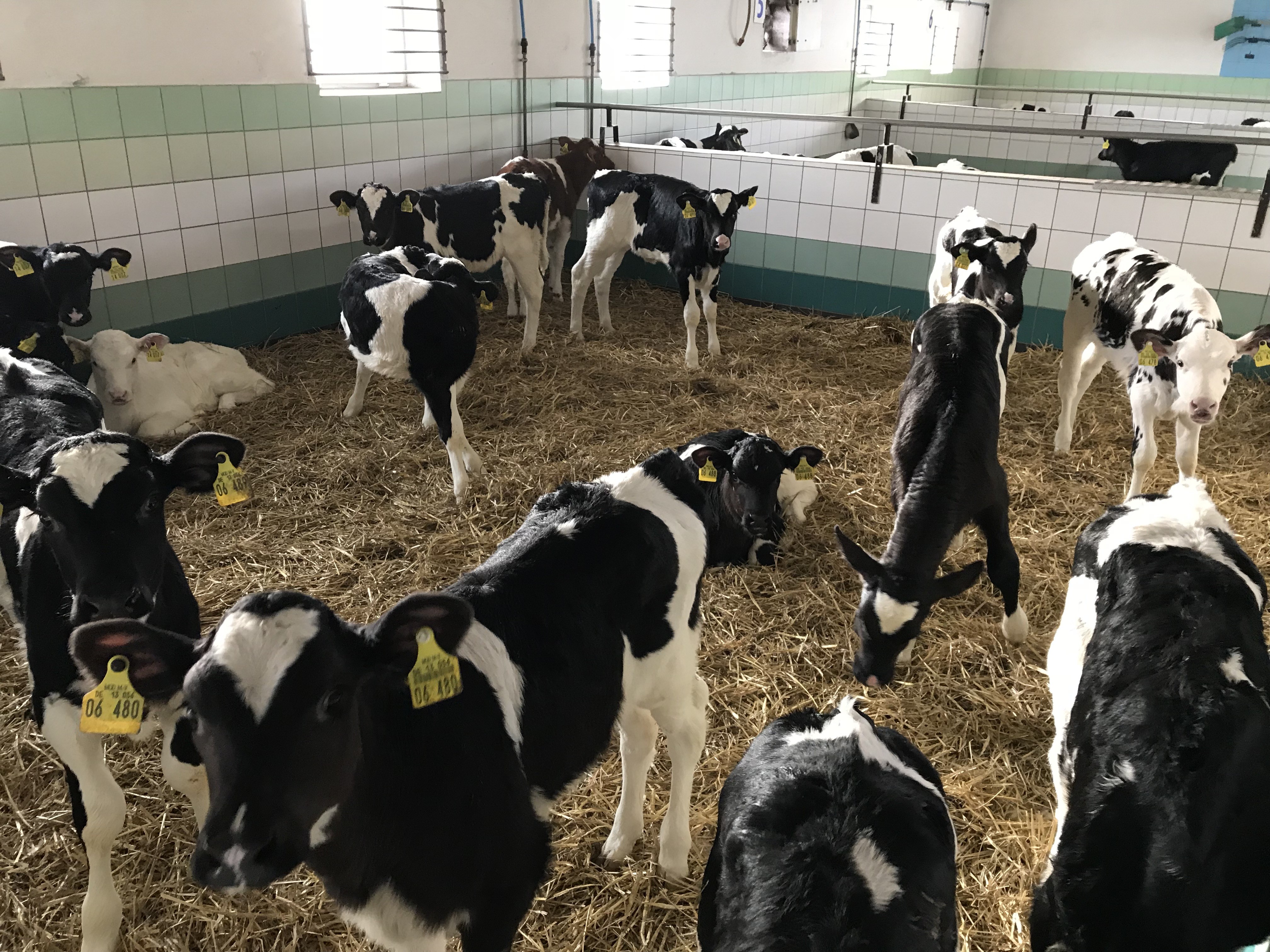  hf jałówki jałóweczki 4 tygodnie -3 miesiące z pochodzeniem 